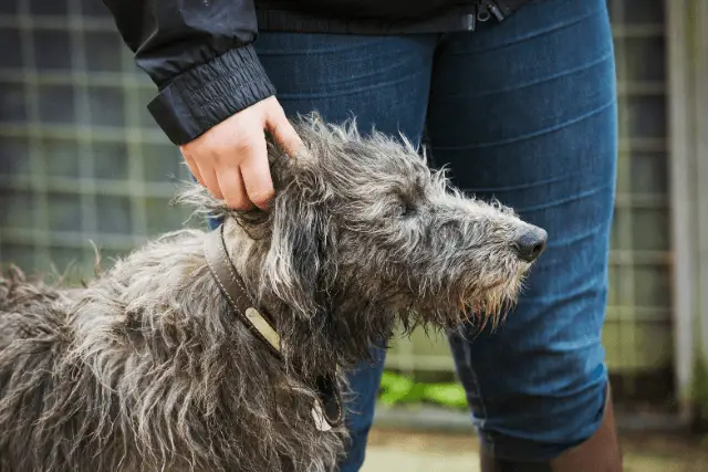 Scottish Deerhound