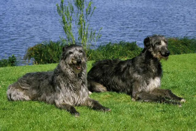 Scottish Deerhound dogs