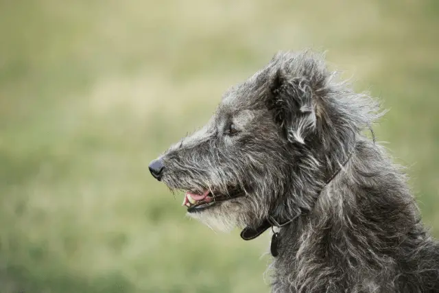 Scottish Deerhound