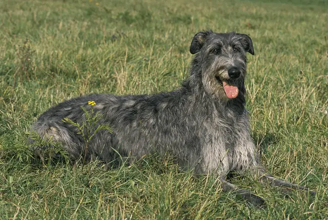 scottish deerhound laying