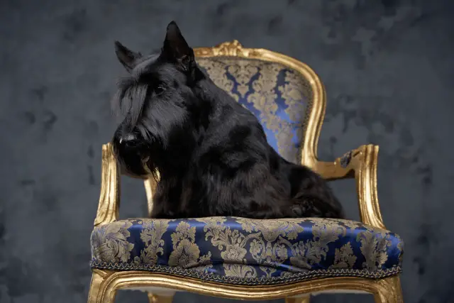 Scottish Terrier