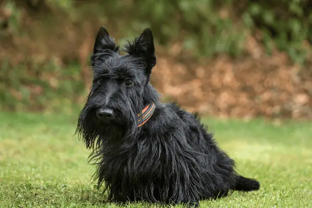 Scottish Terrier