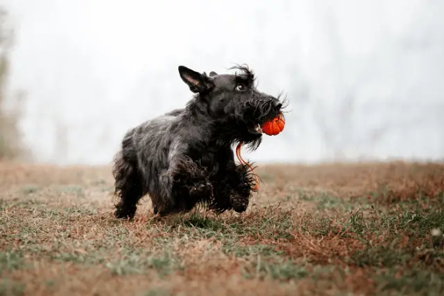 Scottish Terrier