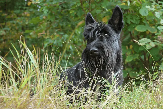 Scottish Terrier