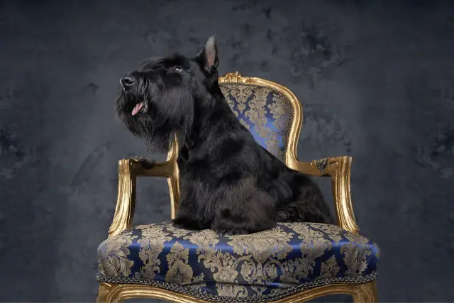 Scottish Terrier