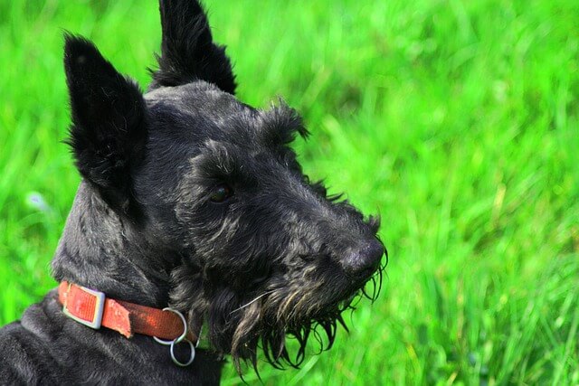 scottish-terrier from side