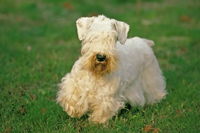 Sealyham Terrier