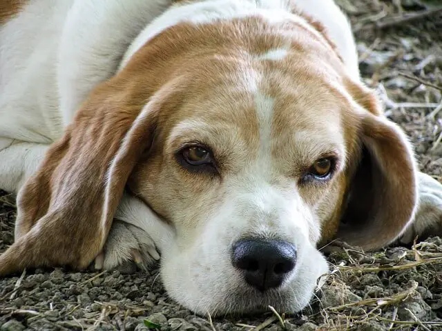 senior beagle