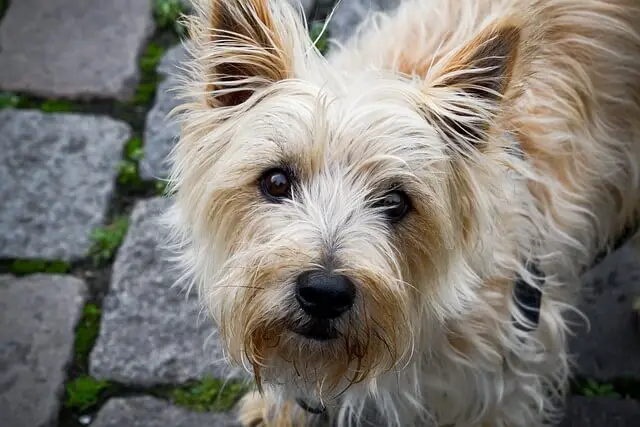 senior cairn terrier