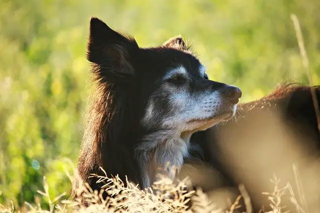 cane anziano nel campo