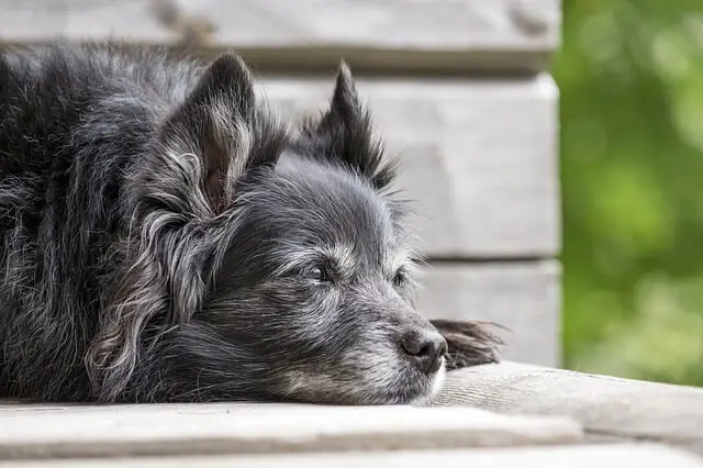 senior dog laying