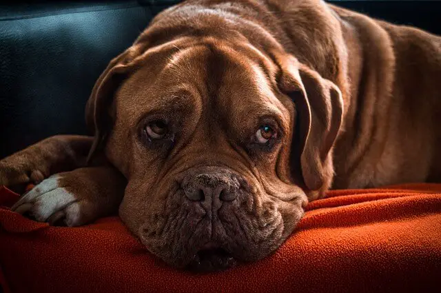 senior dog on couch