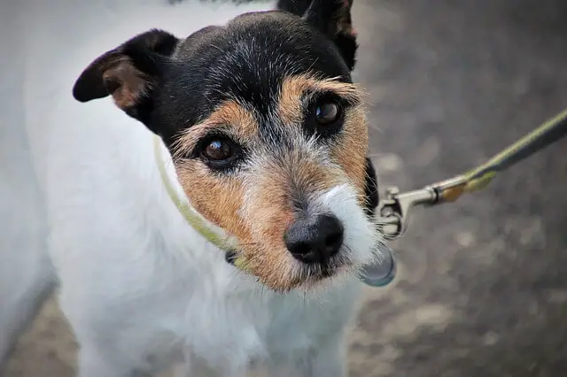 senior dog on leash