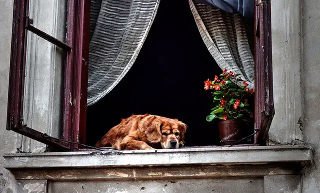 senior dog on window