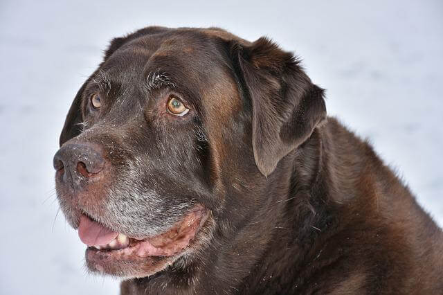 senior dog panting