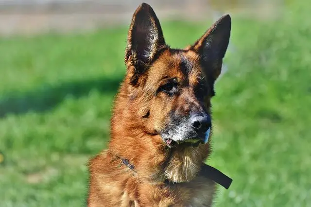 senior german shepherd