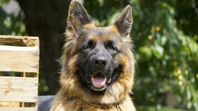 senior german shepherd-dog