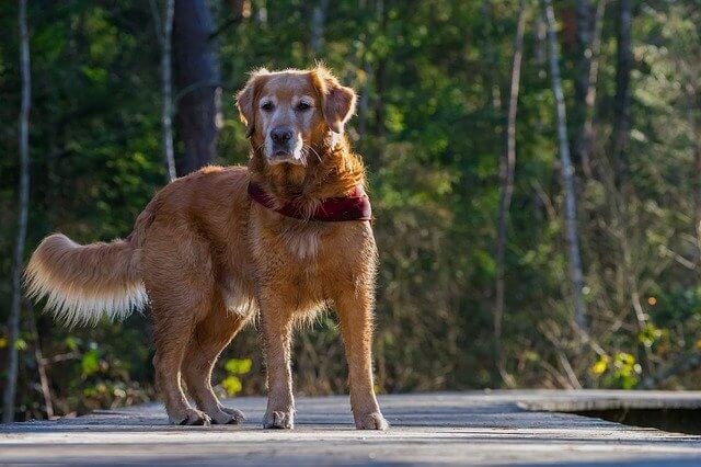 senior golden retriever