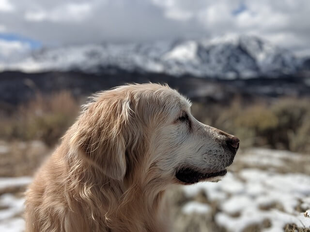 senior golden retriever