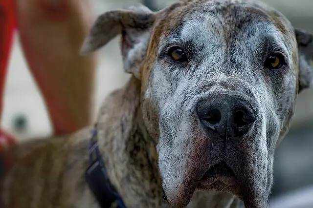 senior great dane