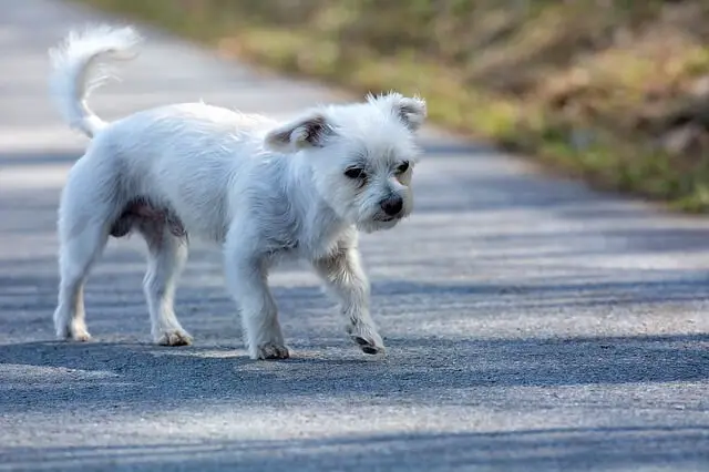 senior maltese