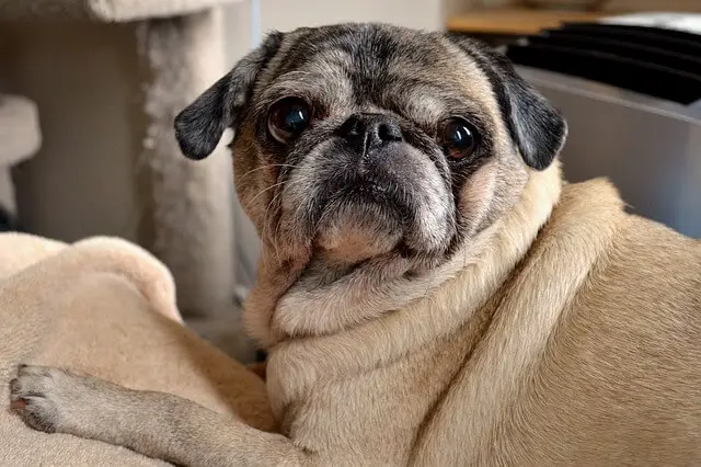 senior sick pug