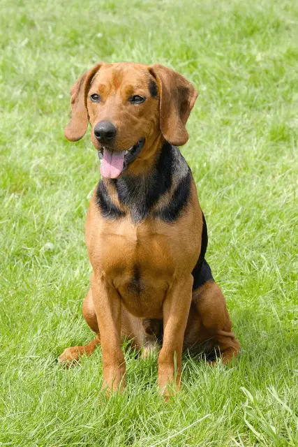 Serbian Hound