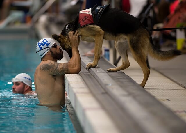 service dog german shepherd