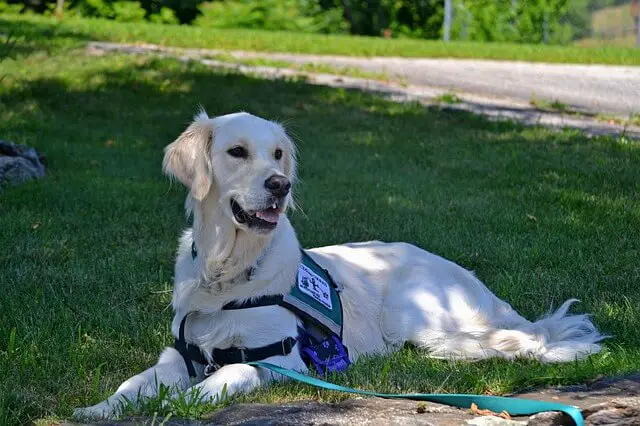 service-dog golden retriever