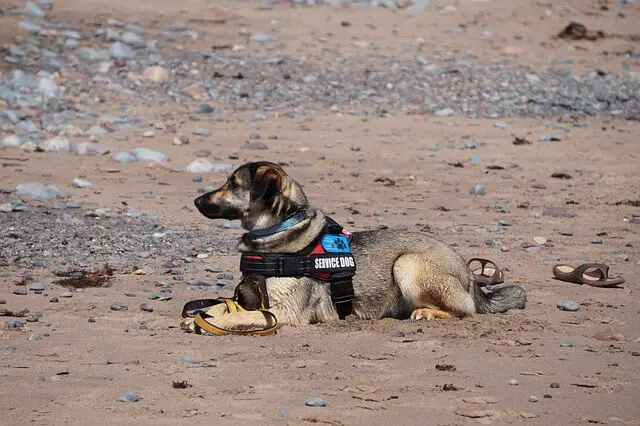 cane di servizio che pone sulla spiaggia