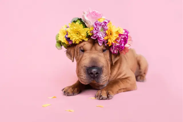 Shar Pei