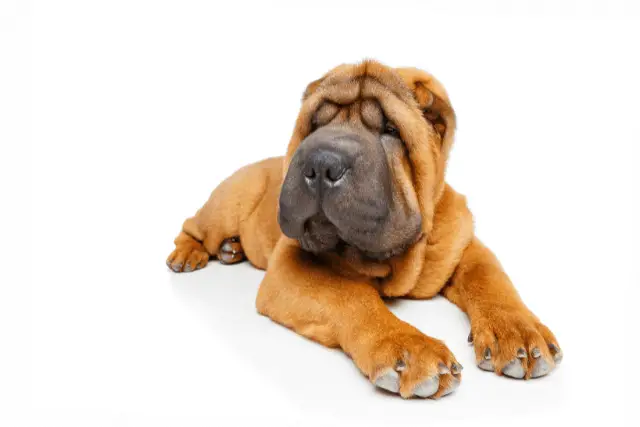 Shar Pei