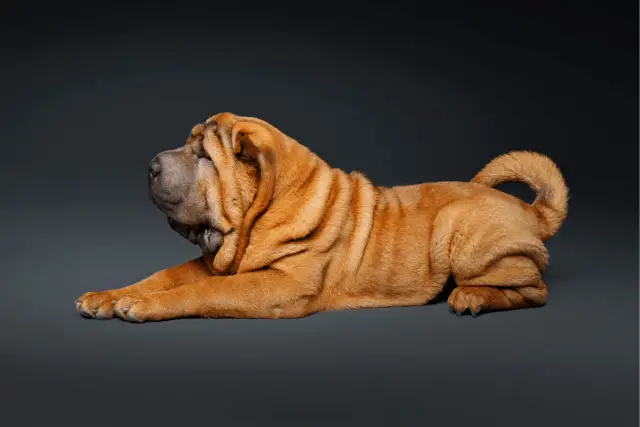 Shar Pei