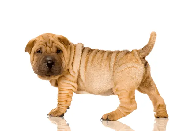 Shar Pei