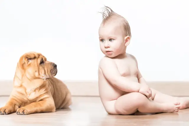 Shar Pei and baby