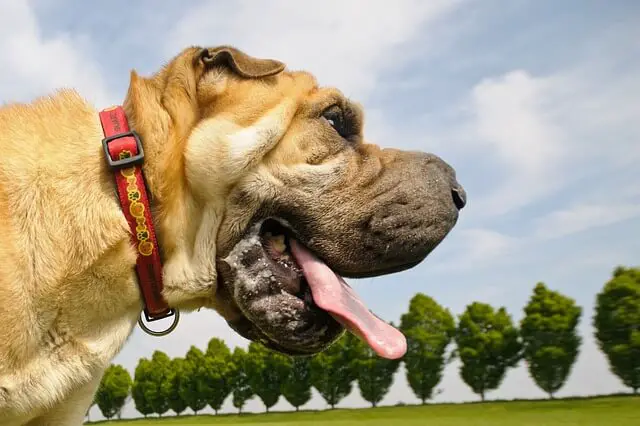 shar pei slini