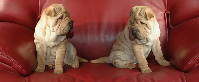 shar pei on couch