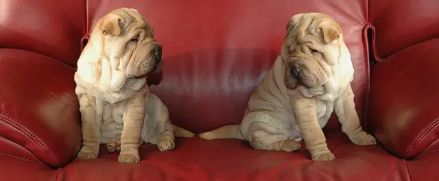 shar pei en el sofá