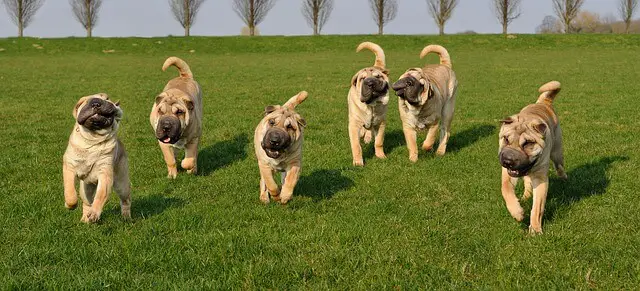 sharpei family