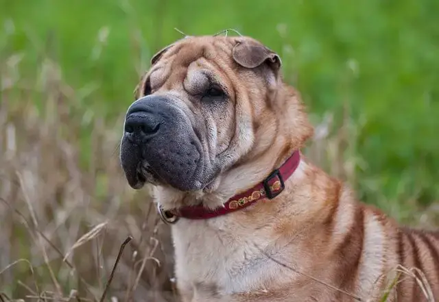 sharpei