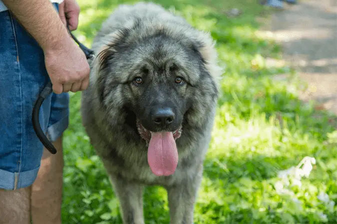 Jugoslavenski ovčar - šarplaninac