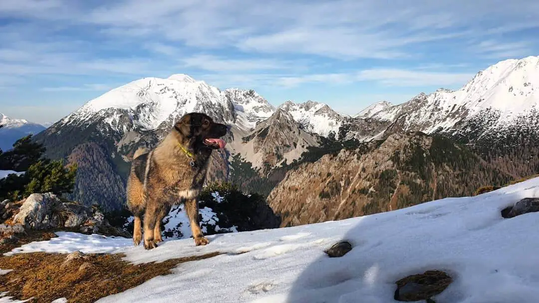 šarplanianc pas