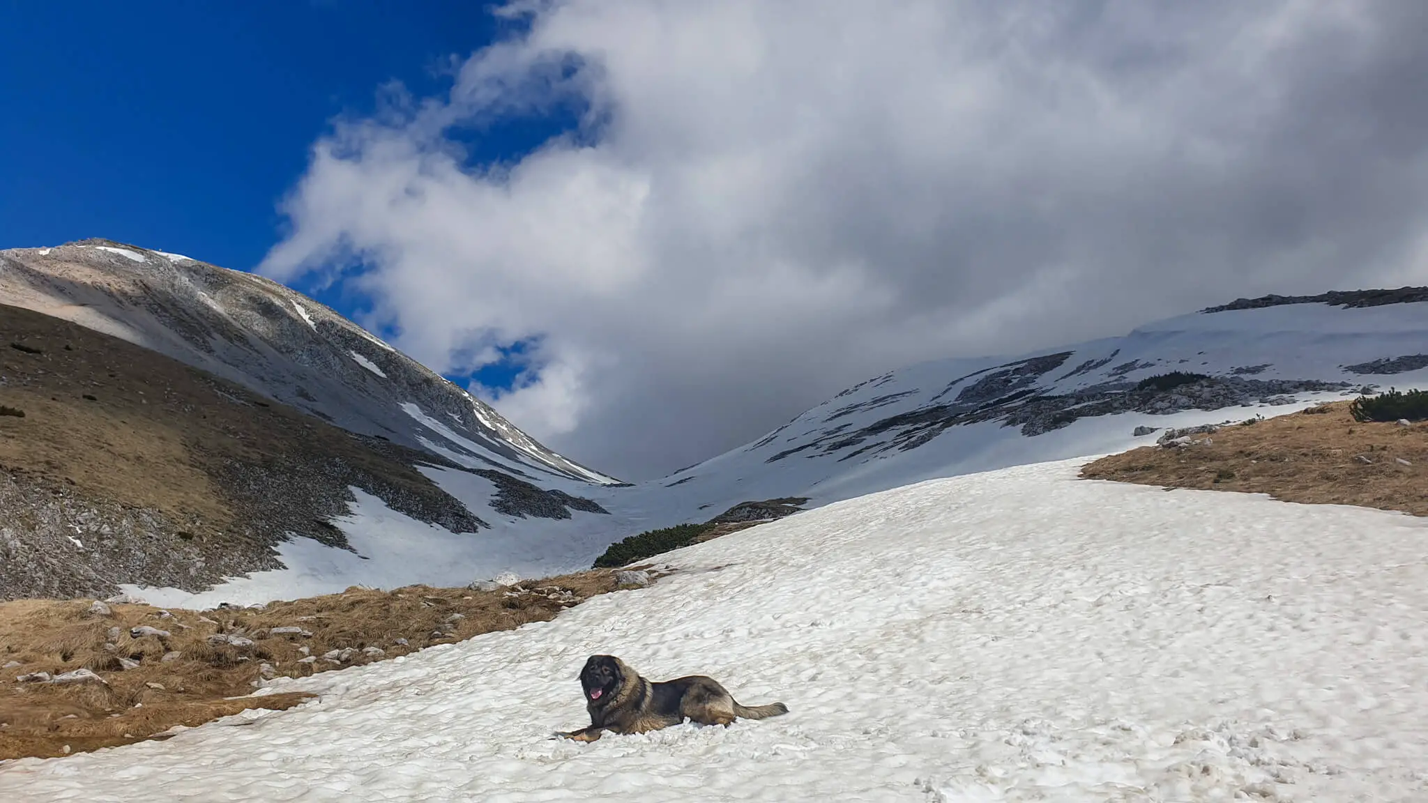 sharplanina dog on snow