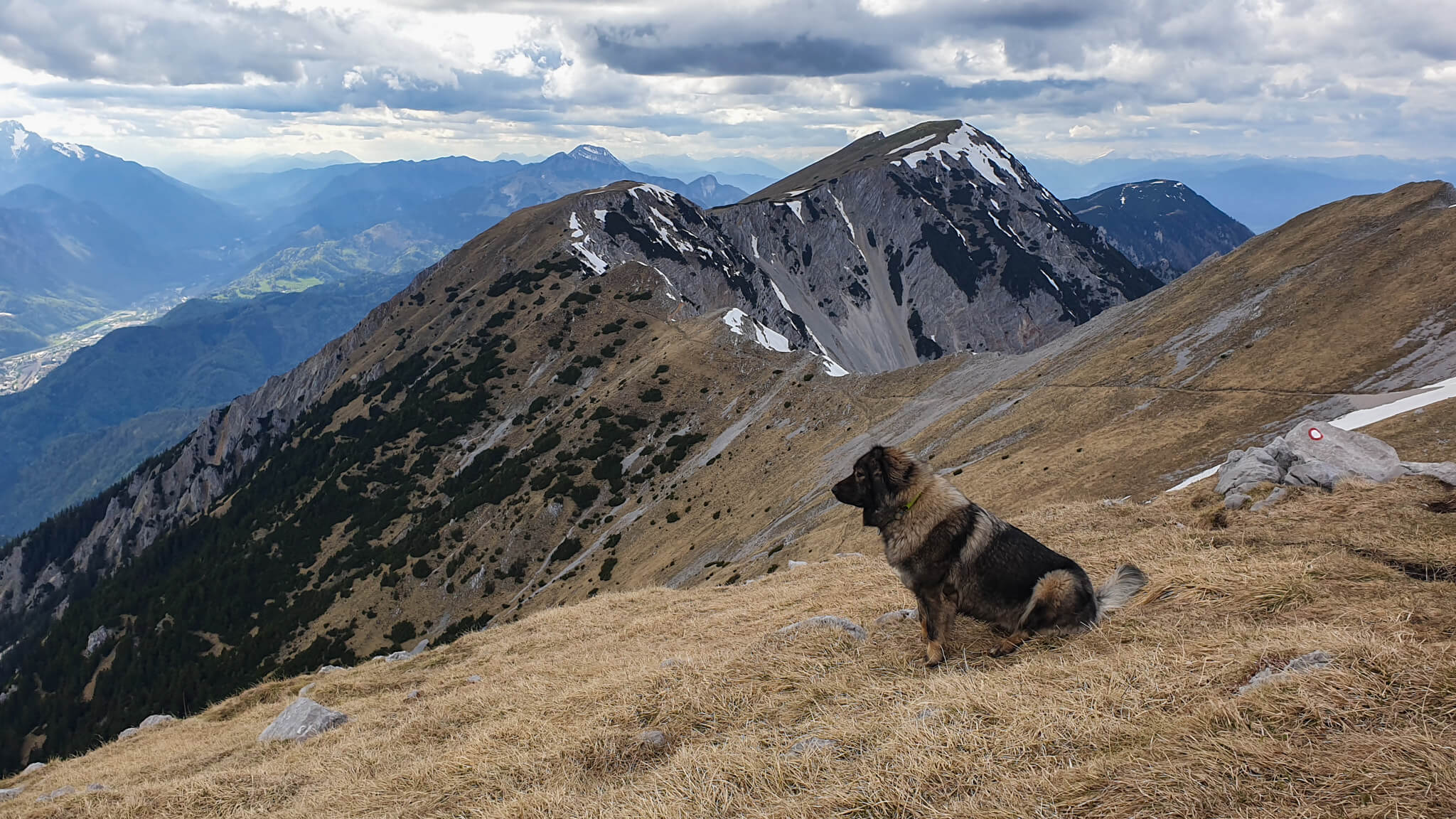 šarplanianc na planini