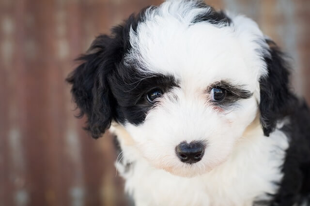 Sheepadoodle