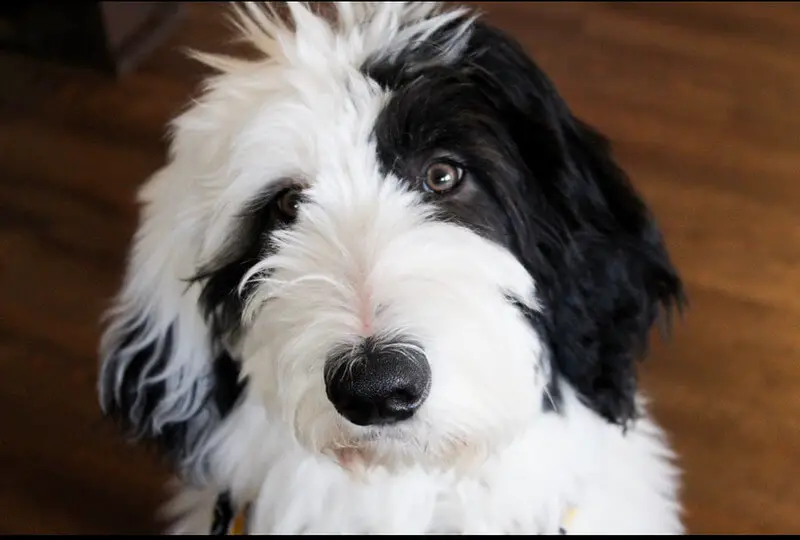 sheepadoodle dog