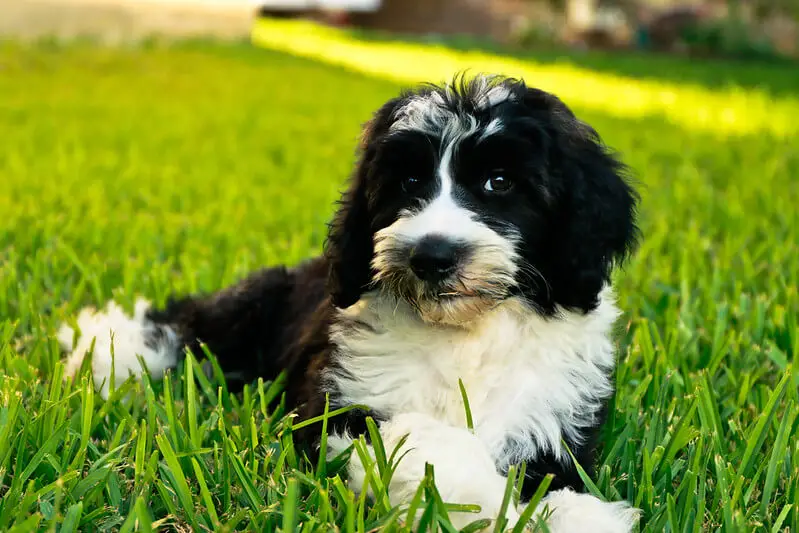 sheepadoodle laying