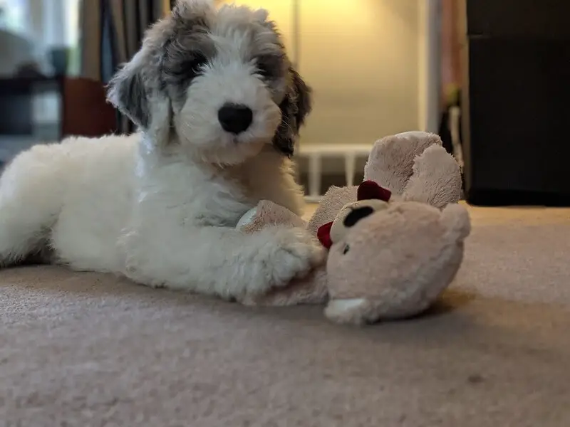 sheepadoodle with a toy