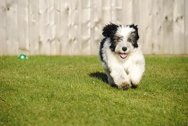 sheepdog running