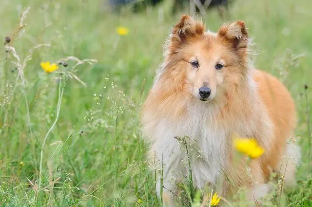 sheltie in grass